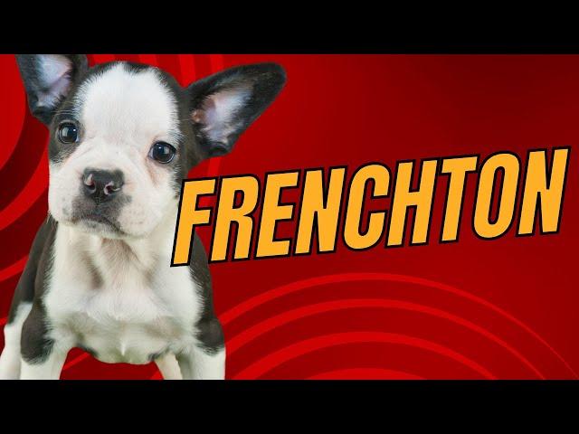 Frenchton - French Bulldog Boston Terrier Mix: Designer Dogs 101