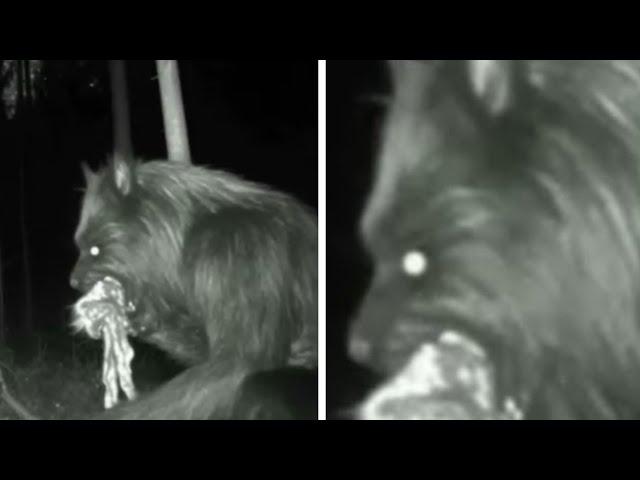 Paranormal Creatures caught on security cameras