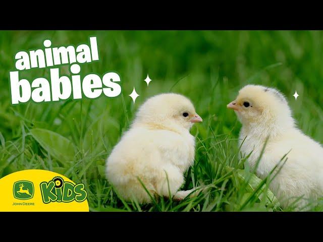 The CUTEST Baby Animals On The Farm!   | John Deere Kids