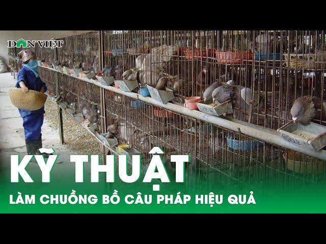 Kỹ thuật làm chuồng nuôi chim bồ câu Pháp cho hiệu quả tối đa | Báo điện tử Dân Việt