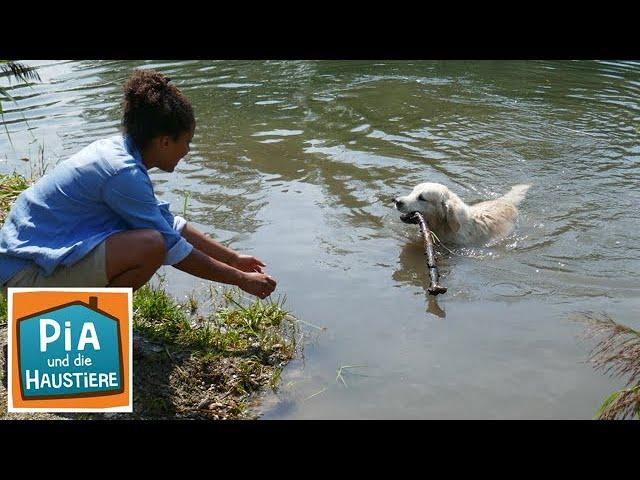 Golden Retriever | Information für Kinder | Pia und die Haustiere