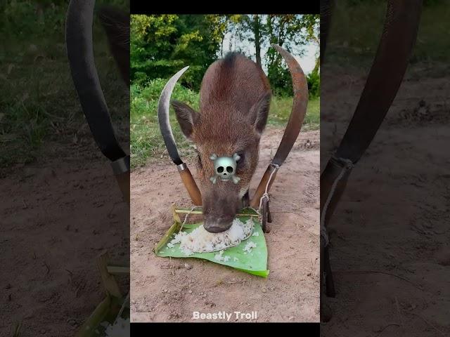 Best Animal Traps