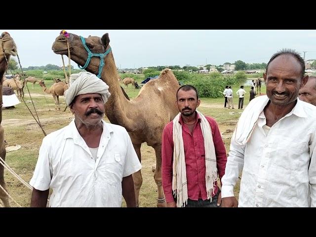 अनपढ़ बाबा ने पूरे क,ख,ग,घ,ड़ अर्थ सहित सुना दिए पाबुलाव पशु मेले में बीकानेरी पशुपालक से बातचीत2024