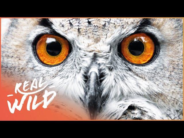 Owls: The Ultimate Night Predator | Wild America | Real Wild