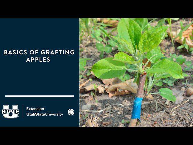 Basics of Grafting Apple Tree Root Stock