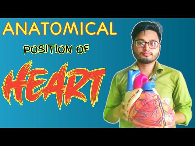 Parts Of Heart And Its functions Bangla