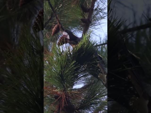 Yellow-tailed Black Cockatoo