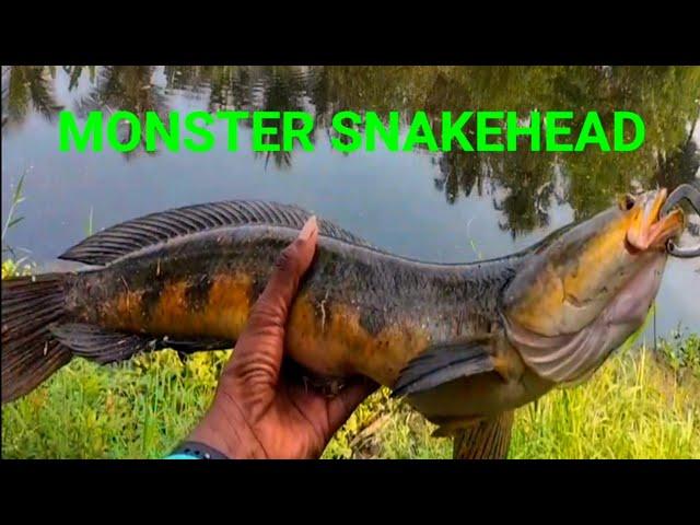 How to catch monster snakehead fish| seasir megacuda live review | Channa Marulius| viral |@rkangler