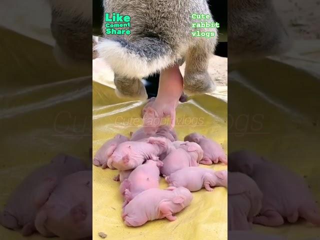 cute  rabbit vlogs  viral shots #cute #tiktok #trendingshorts #shorts