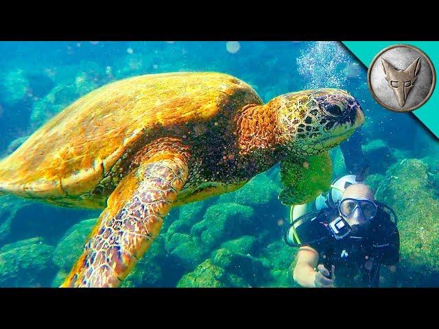 Diving with Sea Turtles!