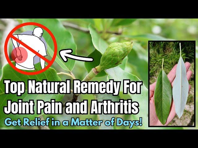 This Common Southern Tree is a Highly Effective Remedy for Joint and Arthritis Pain