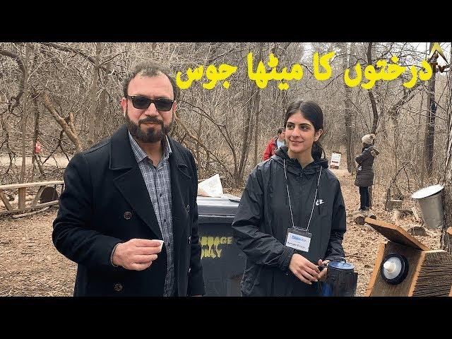 Maple Tree syrup - Amjad Saleem