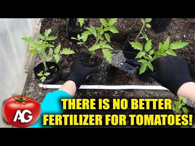 There is no better fertilizer for tomatoes! Bring it in when planting seedlings