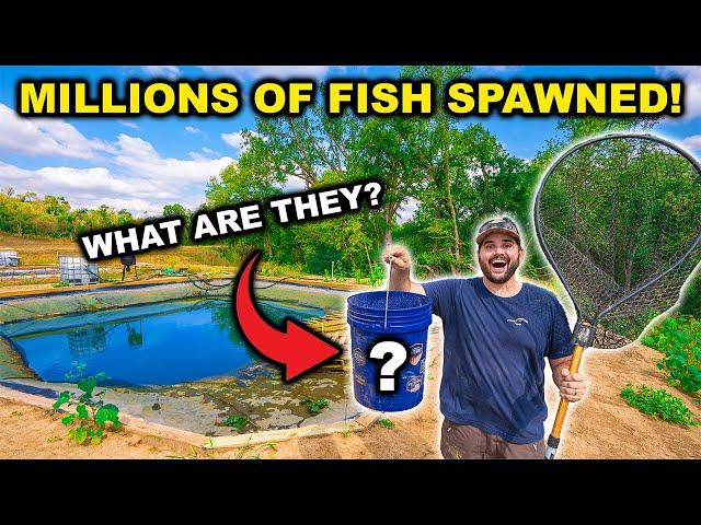 My Backyard HATCHERY Fish SPAWNED!!! (Did the Bass Survive?)