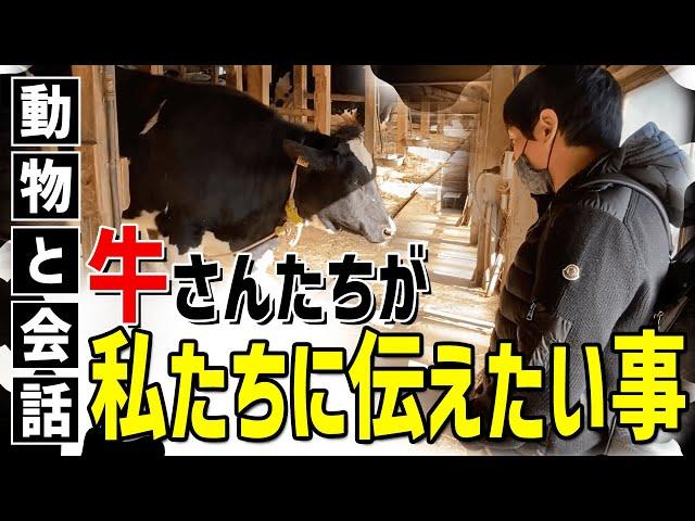 【アニマルコミュニケーション】牛舎に住む牛はどんなお話しをしてくれるのか？