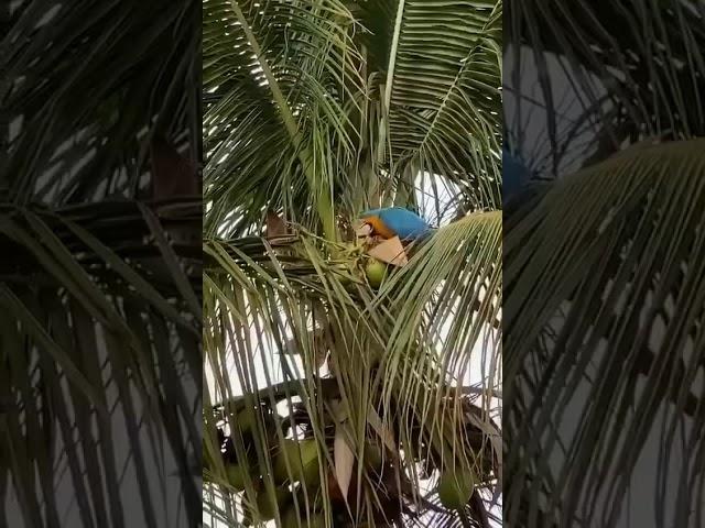 Macaw parrot  Srilanka පොල් වතුර බොනවා 