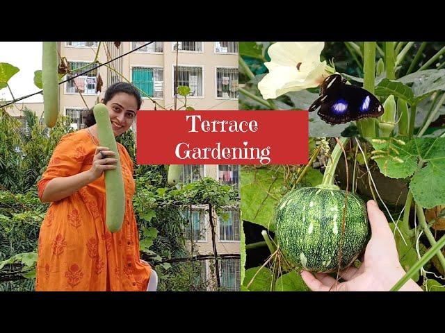 Harvesting Of Organic Vegetables From Rooftop Terrace Garden |Organic Vegetables Harvest