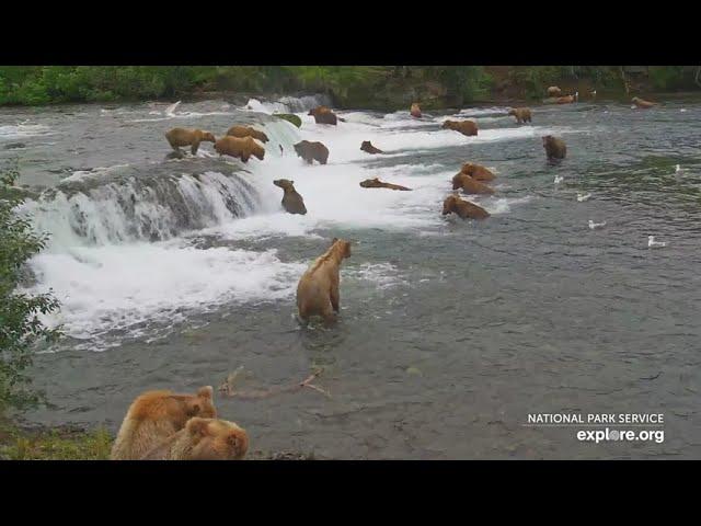 Bearapalooza 2024! How Many Bears Can You Count?