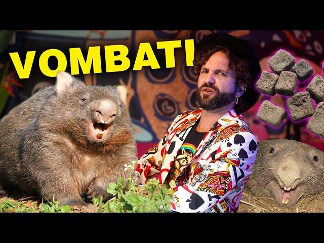 WOMBAT animale scemo