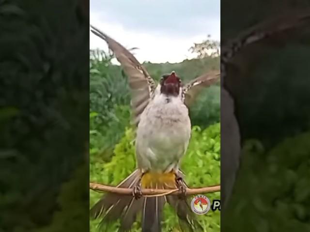 GARUDA SAAT BURUNG KUTILANG LIAR DATANG Pikat Di Kota Lubuklinggau #kutilangpikat