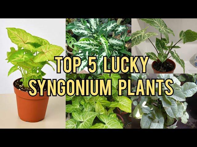 Top 5 Lucky Syngonium Plants for Abundance and Prosperity