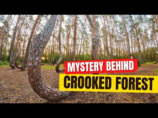 4 Surprising Theories: Why Those Trees Are Crooked!