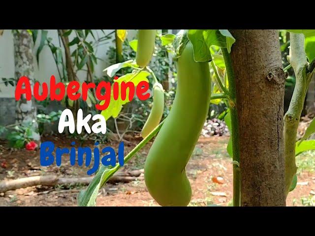 Harvesting of Aubergine | Growing and Harvesting of eggplant