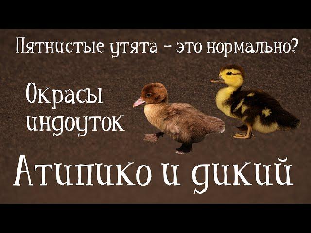 ДИКИЙ ТИП И АТИПИКО. Окрасы индоуток: часть 2. Окрасы мускусных утят.