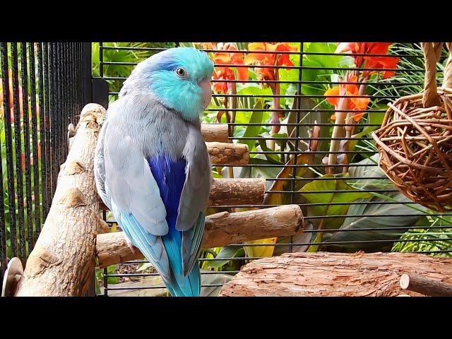 Parrot TV  Relax To Singing Birds & Nature Sounds  Parrotlet Sounds  10 Hours