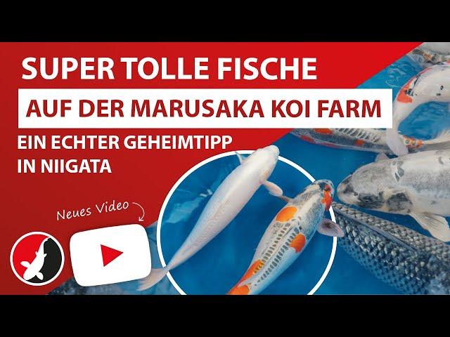 Super tolle Fische auf der Marusaka Koi Farm - Ein echter Geheimtipp in Niigata!