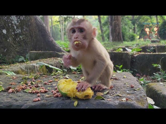 Monkey Daily life of poor baby abandoned