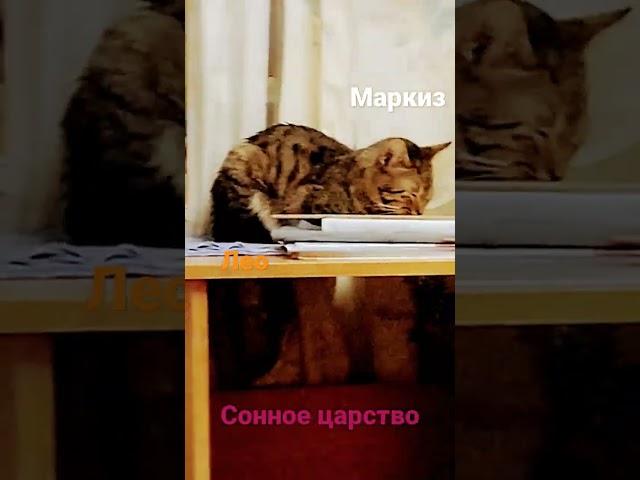 сонное царство