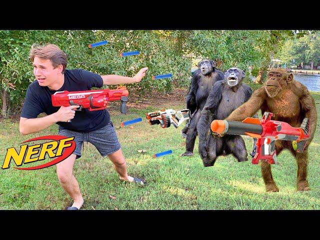 CHIMPANZEE VS HUMAN NERF WAR !!