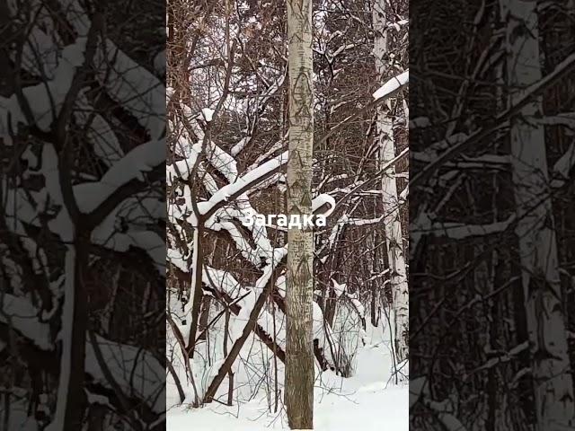 Отгадка в конце...
