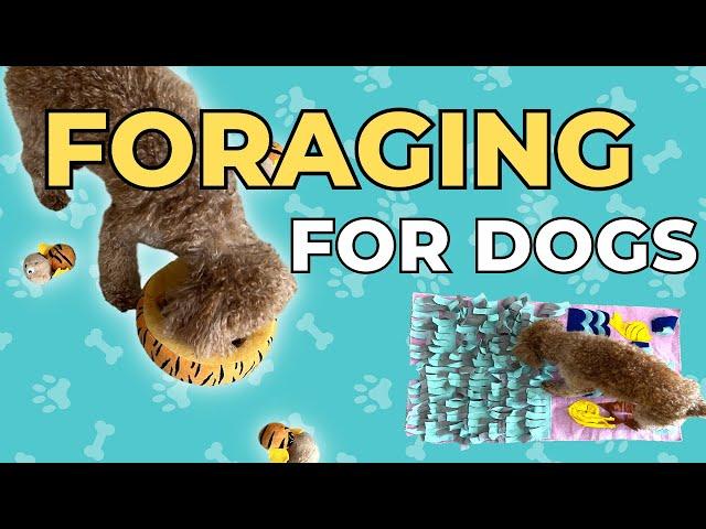 Best Foraging Toy For Dogs!