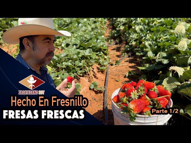 ¿Pueden creer que esto se da en Zacatecas? LOS AGRICULTORES LE APUESTAN A LA FRESA