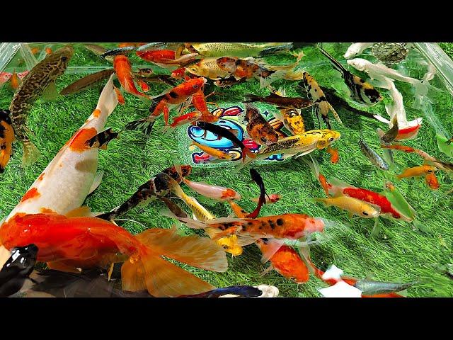 Unboxing Aquarium Ornamental Fish, Betta Fish, Glofish, Koi Fish, Goldfish, Lobster, Turtle