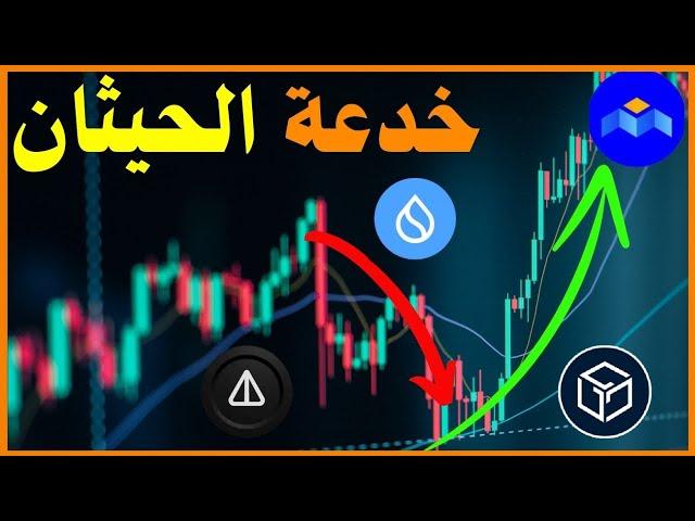 خدعة حيثان العملات الرقمية مع اقتراب الأرتفاع الكبير | افضل وقت للاستثمار في العملات البديلة.