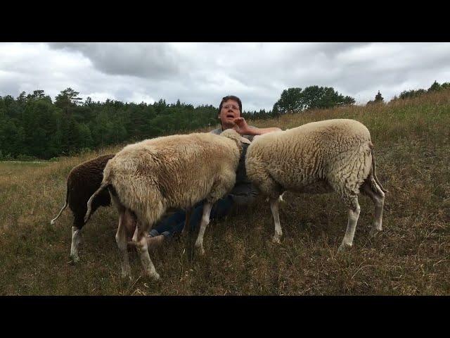 Das Schafjahr: Im Sommer gibt es Milch und Käse