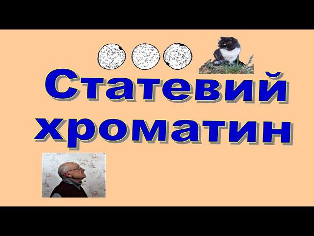 СТАТЕВИЙ ХРОМАТИН, ТІЛЬЦЯ БАРРА