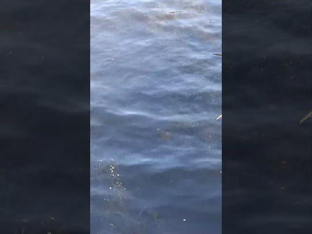 pike fish attacks ducks while I'm fishing 