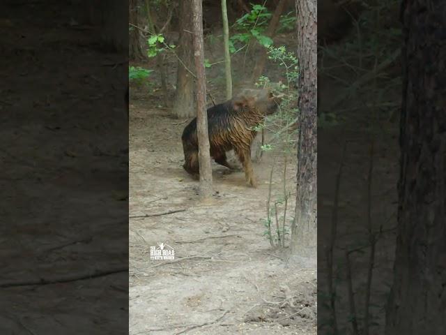 GLOCK HOG HEADSHOT! - Keith Warren