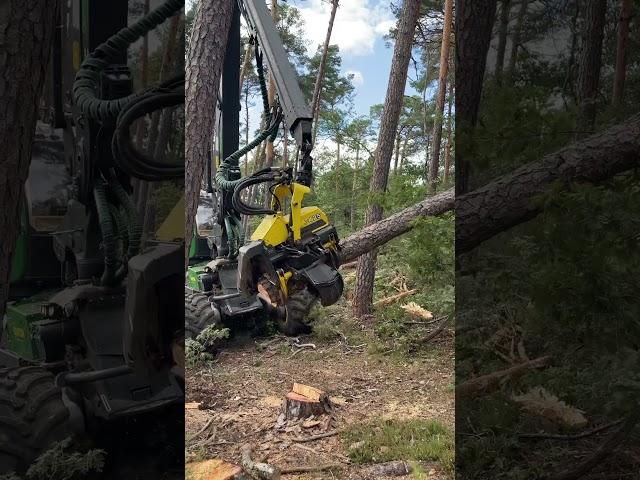 how to knock down a tree with Harvester 1270g #johndeere #machine #love #viral #harvester #tree #top