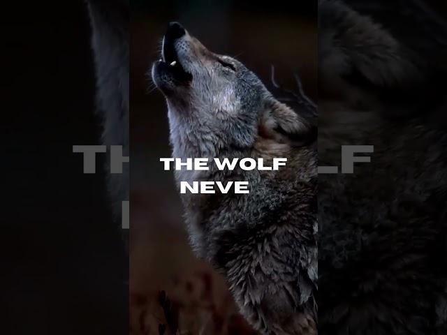 The Wolf |Motivation | Sigma | Empowering Minds