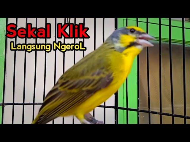 Masteran Burung Mozambik Agar Bunyi 100% Langsung Ngerol