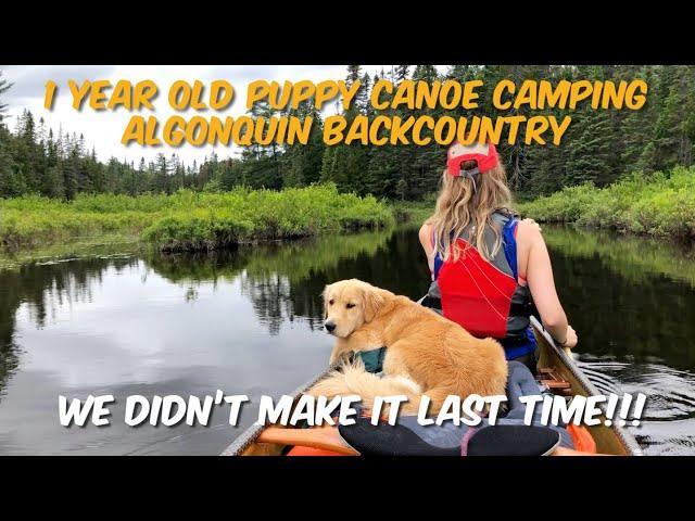 3 Days in Algonquin Park, Backcountry Canoe Camping in the Pouring Rain with a Puppy – Part 1