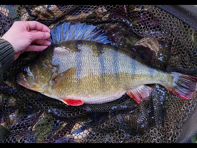  MONSTER PERCH !