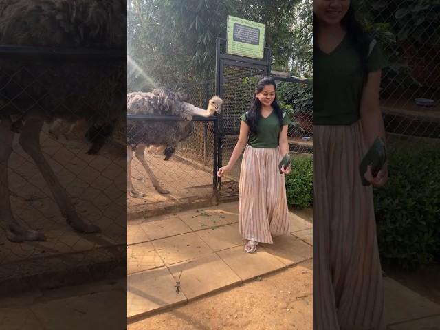 இதான் அந்த Ostrich-ஆ எவ்ளோ பெருசா இருக்கு பாருங்களேன் | Anitha Sampath Vlogs #shorts