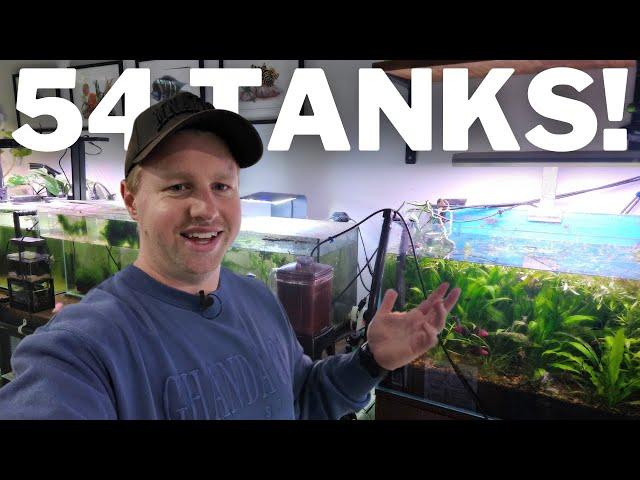 What I Feed my 54 Aquariums