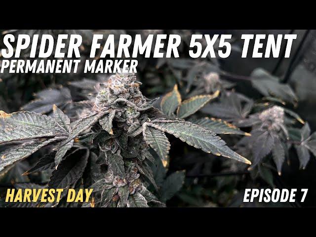 HARVEST DAY - Spider Farmer 5x5 Tent Ep 7